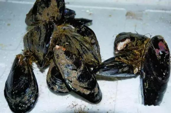 海南渔民整理的海鲜大全,渔民海鲜介绍