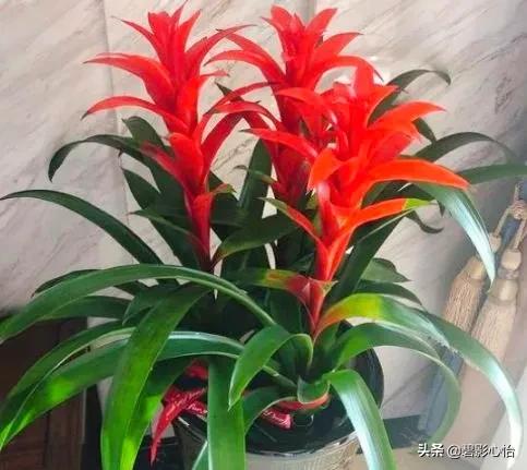 鸿运当头出小芽是不是花要开败了,鸿运当头花败了怎么浇水