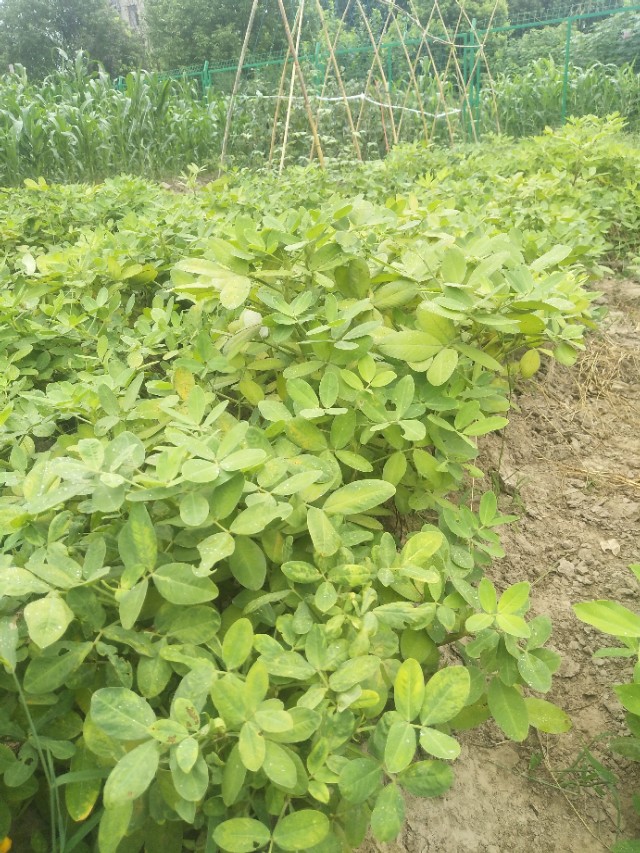 烀花生原味,烀咸味花生