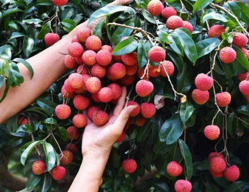 1岁左右孩子不能吃的三种水果,宝宝一岁前不要吃这三种水果