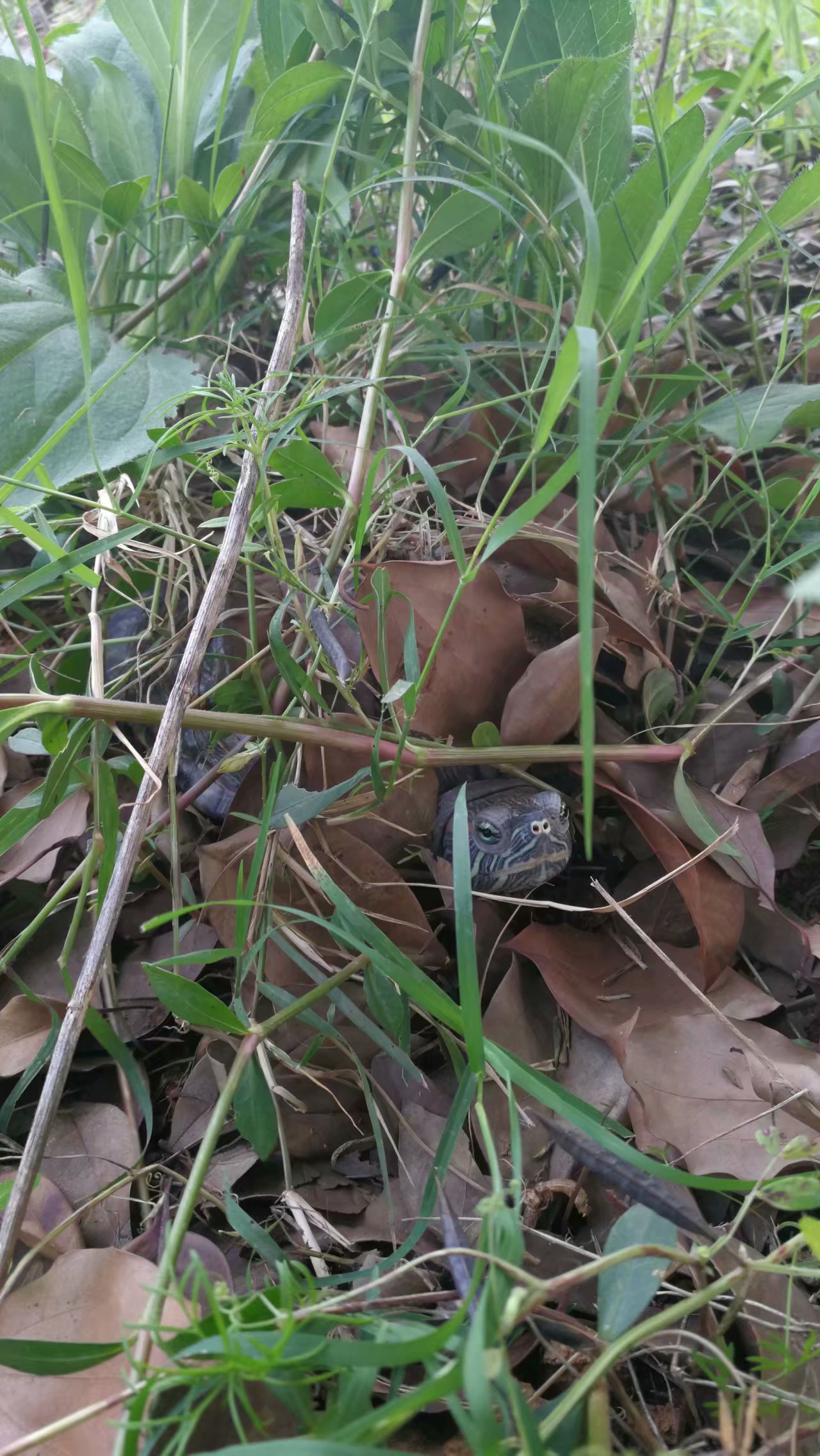 日本老人养一只大乌龟,养12年的大乌龟被找到