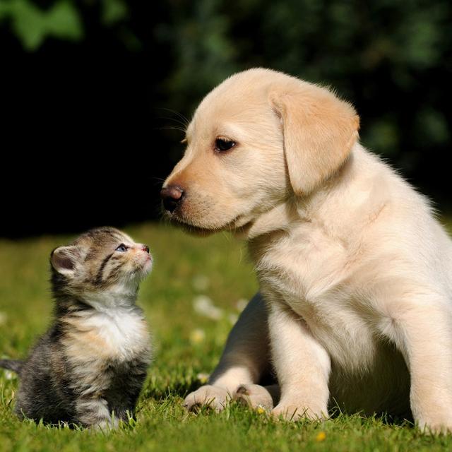 猫咪口腔炎症,怎么预防狗狗肠胃疾病