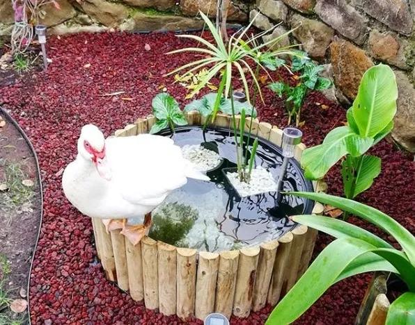 废桶旧盆里添水种花，10分钟成水景，细水长流富贵一生