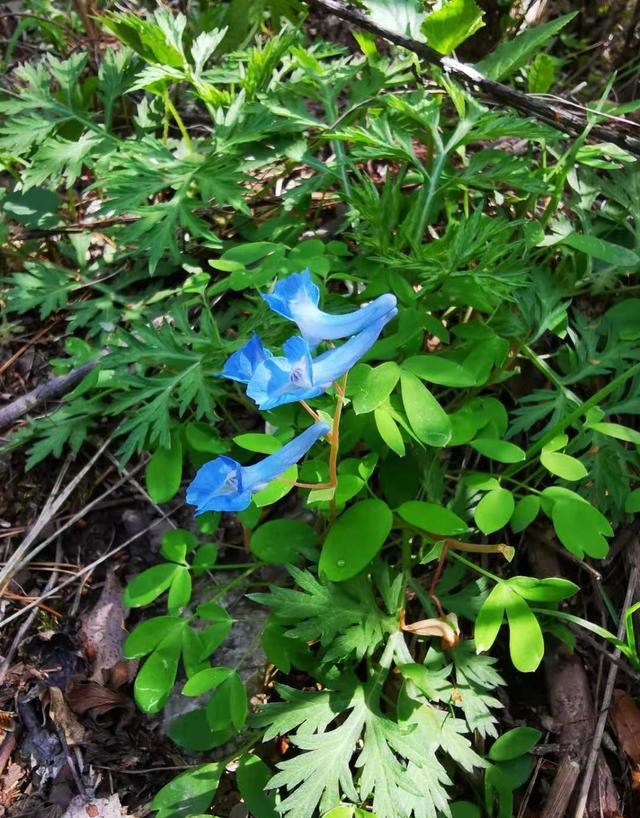 西安玉山蓝河景点,蓝田玉山蓝河景区攻略