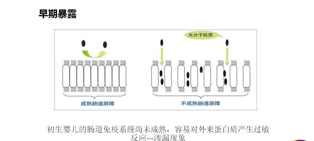 过敏反应的原理高中知识,过敏反应的机理图解