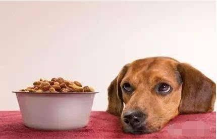 柯基狗狗挑食不吃狗粮吃益生菌,狗狗挑食宁愿吐酸水也不吃狗粮