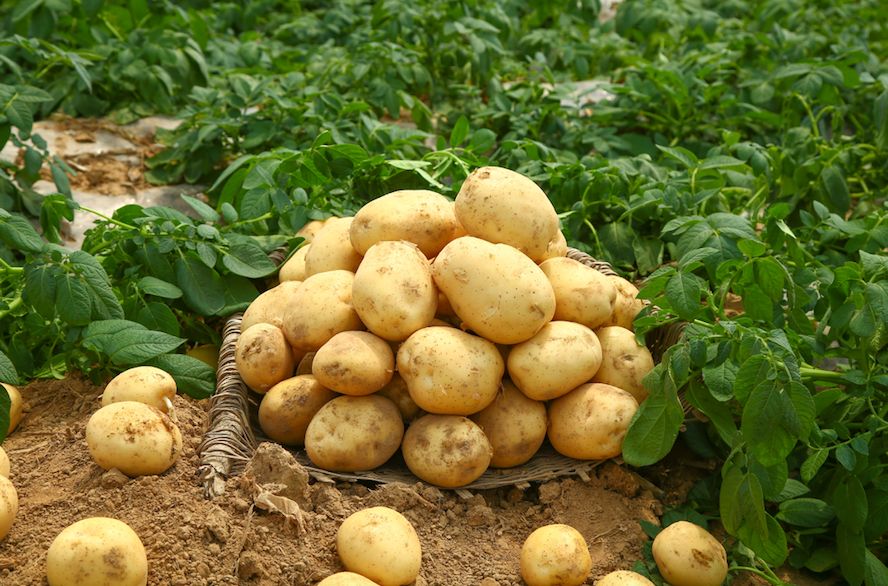 夏季土豆正当时，孕妇一口也别吃？这都是什么道理？