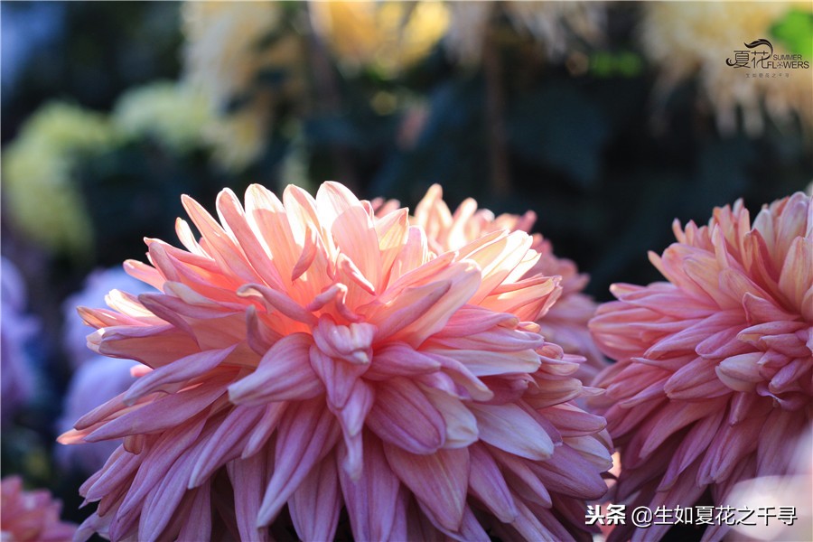 东湖公园菊花展今天还有开放吗,深圳东湖公园菊花展图片