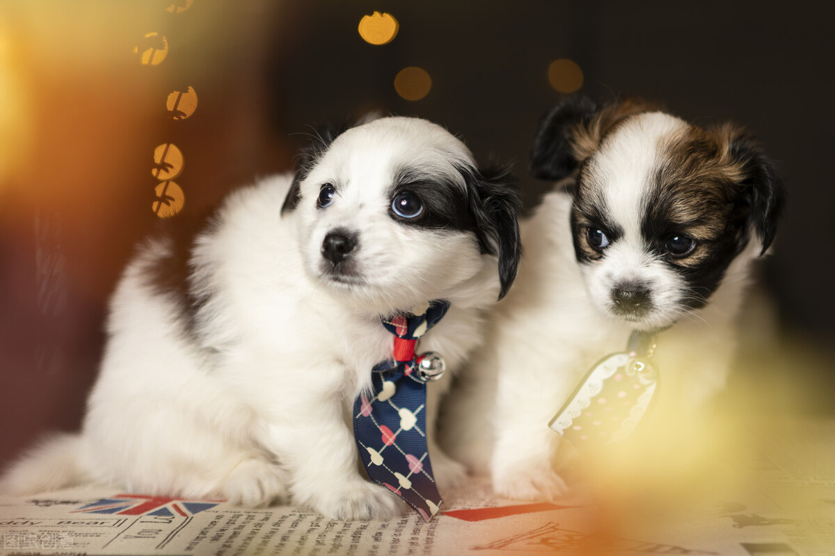 新到家的小狗总是哭该怎么办?