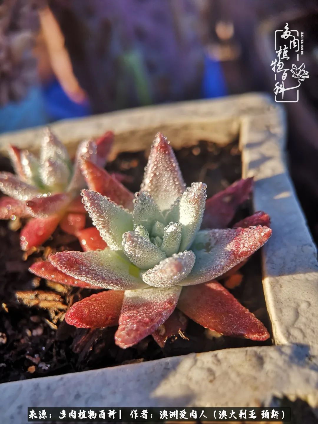 采蘑菇的小姑娘，“转行”来把多肉养