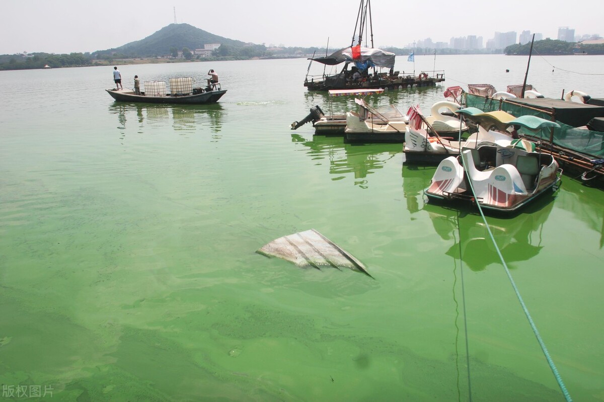 酵母菌水产养殖的作用,神奇酵母