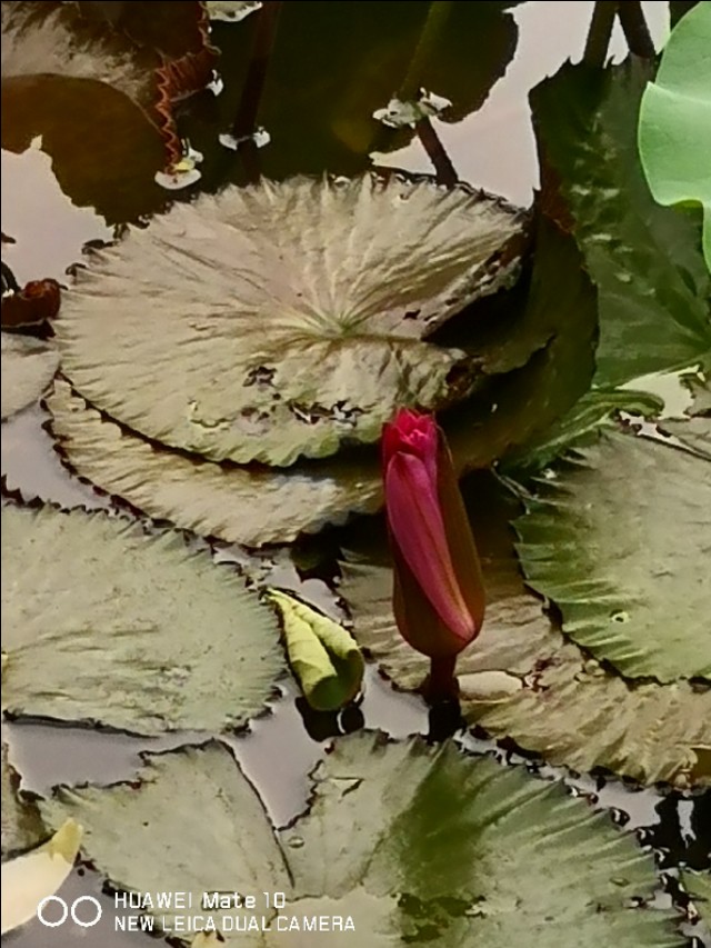 佛山市高明区,佛山市高明区最新房价