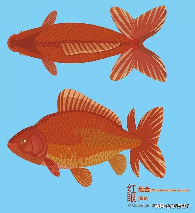 金鱼品种和金鱼图片,金鱼大体型的品种