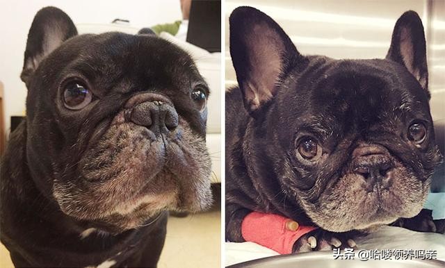 别被狗狗骗了,法国斗牛犬好养吗怎么养