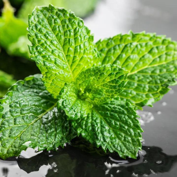 星座秘语射手座,双子座的社交秘语