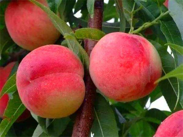 桃子得了穿孔病怎么治,桃子穿孔病要用什么农药来治