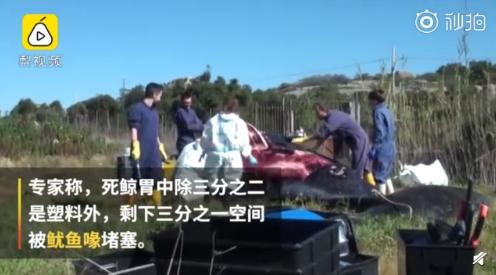 我们丢掉塑料袋都去哪了,我们被丢掉的塑料都去哪里了