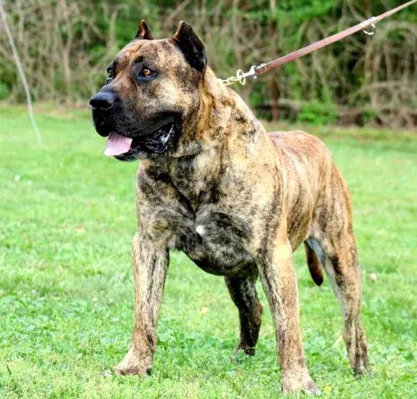 肌肉型猛犬图片,最帅最有气质的猛犬