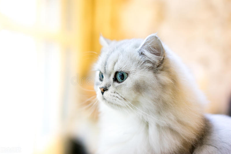 猫癣长在胡须上拔了,猫咪胡须处秃了还会长出来吗