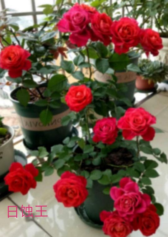 阳台系列月季品种大全,微型月季藤本月季
