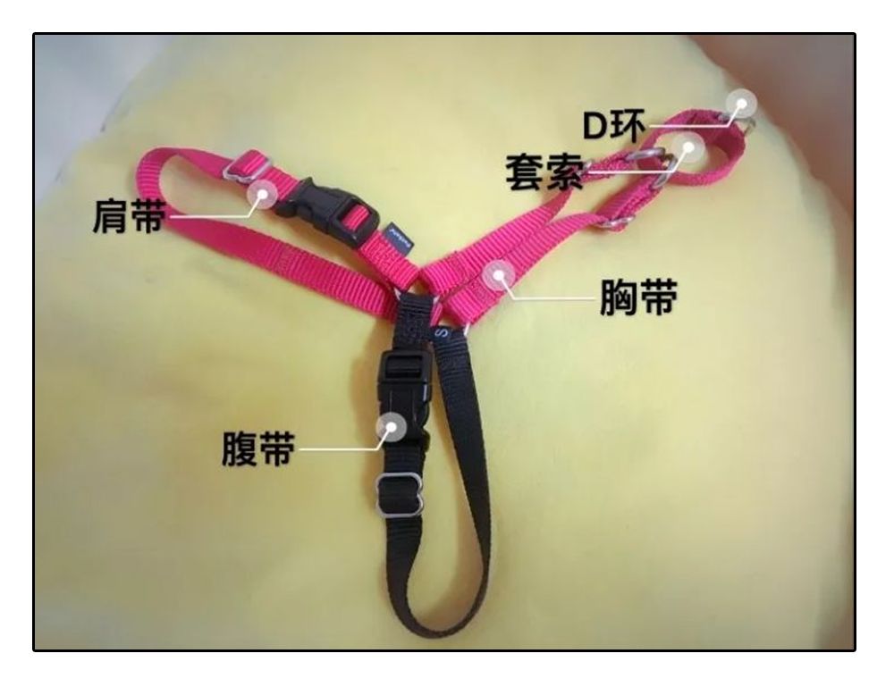 铲屎官安全注意事项,铲屎官遇到危险土狗