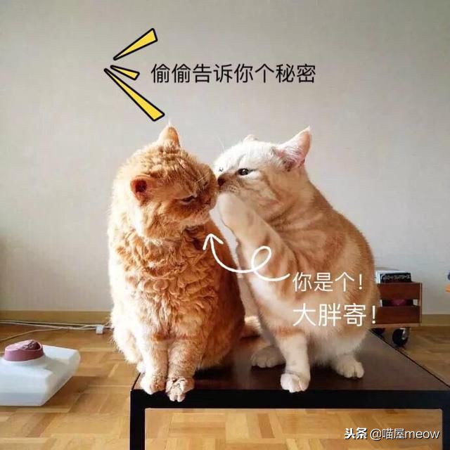 养猫必读的100种方法,养猫必知的10个知识