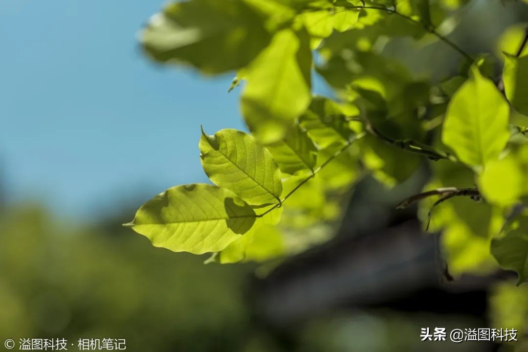 松下501.4pro镜头评测,松下50mmf1.8镜头值不值得买