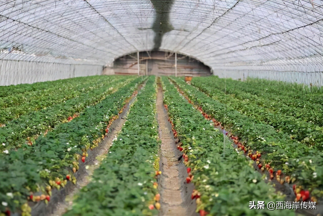 青岛西海岸农产品展会,青岛农产品十大品牌