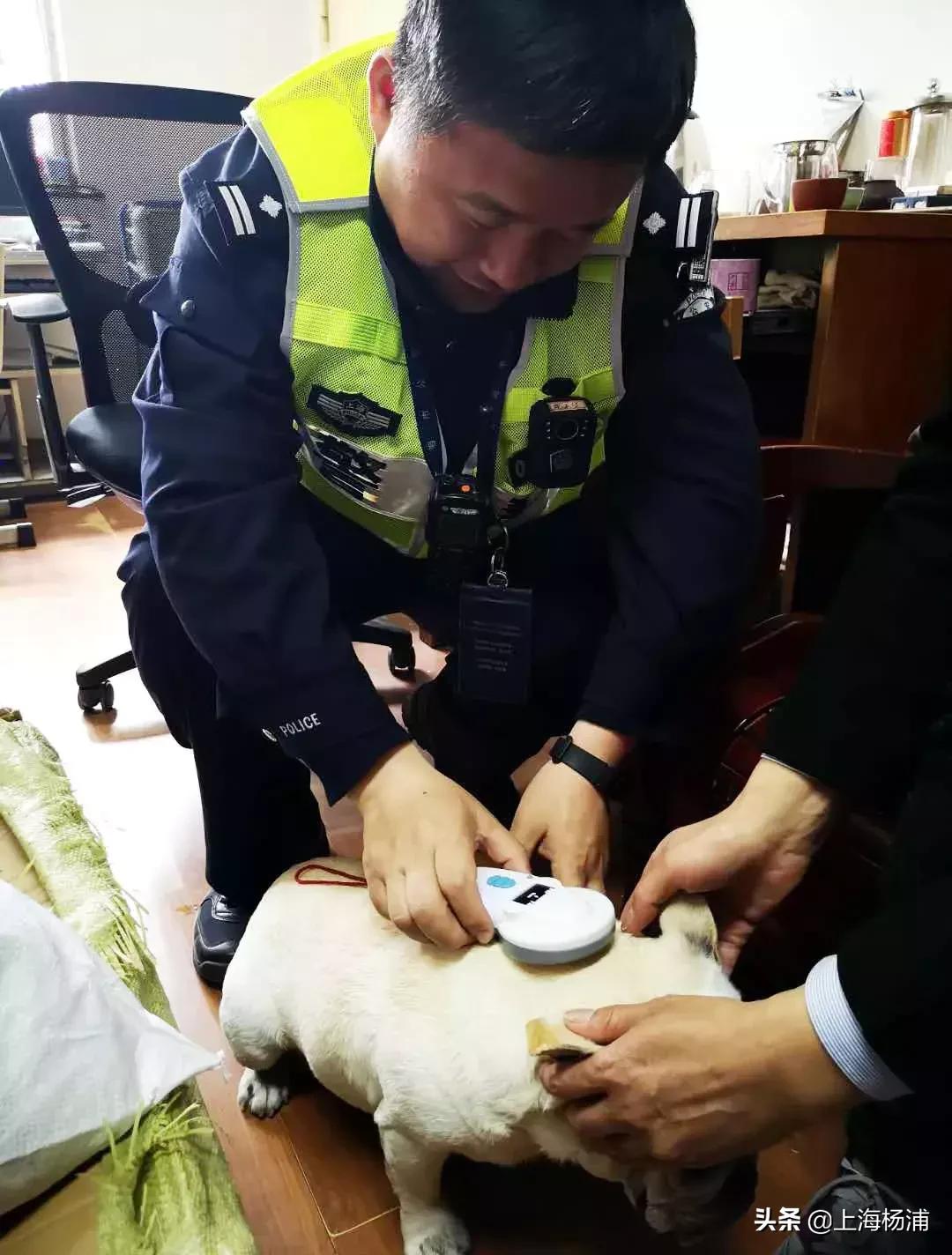 阿拉斯加犬迷路报警,宠物狗走失主人报警求助