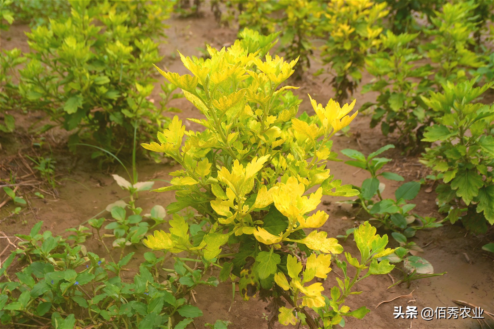 刚买回的菊花叶子发黄怎样养护,药材菊花种植