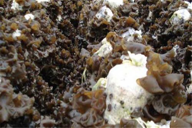 适合鲁北种植的黑木耳高产品种,黑木耳露地栽培技术工艺与管理