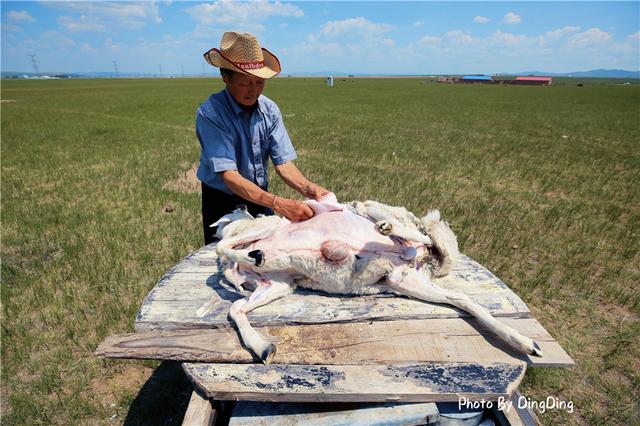 乌拉特羊肉和锡盟羊肉哪个好,锡盟羊肉跟内地羊肉有什么区别