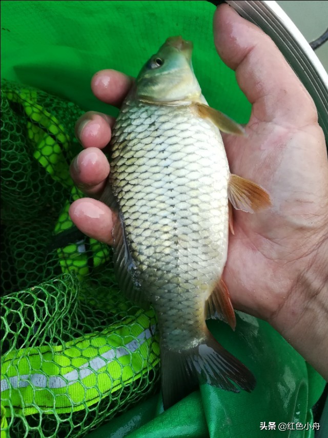 野钓窝里有鱼就是不开口怎么办,气温上升了鱼为啥不吃钩