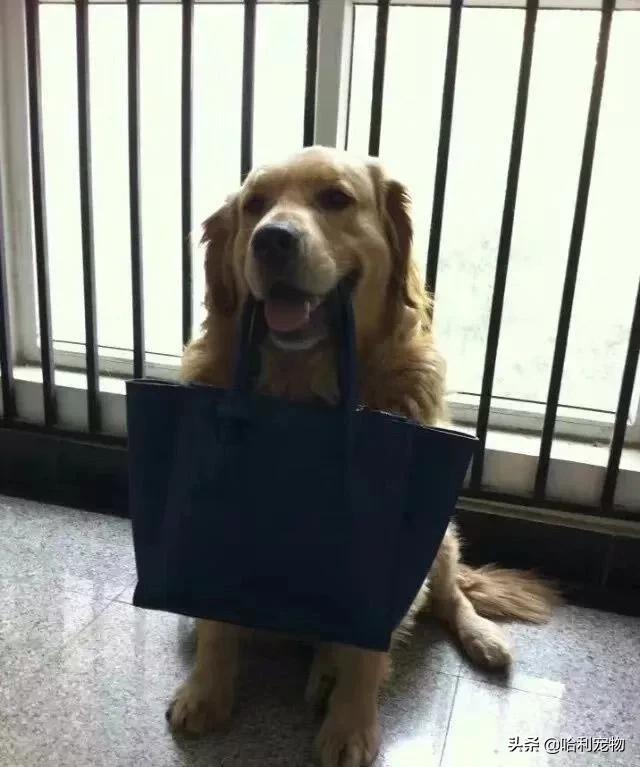 金毛到底有多聪明,金毛聪明排名第几