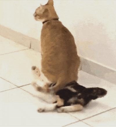 猫圈玄学,十橘九渣