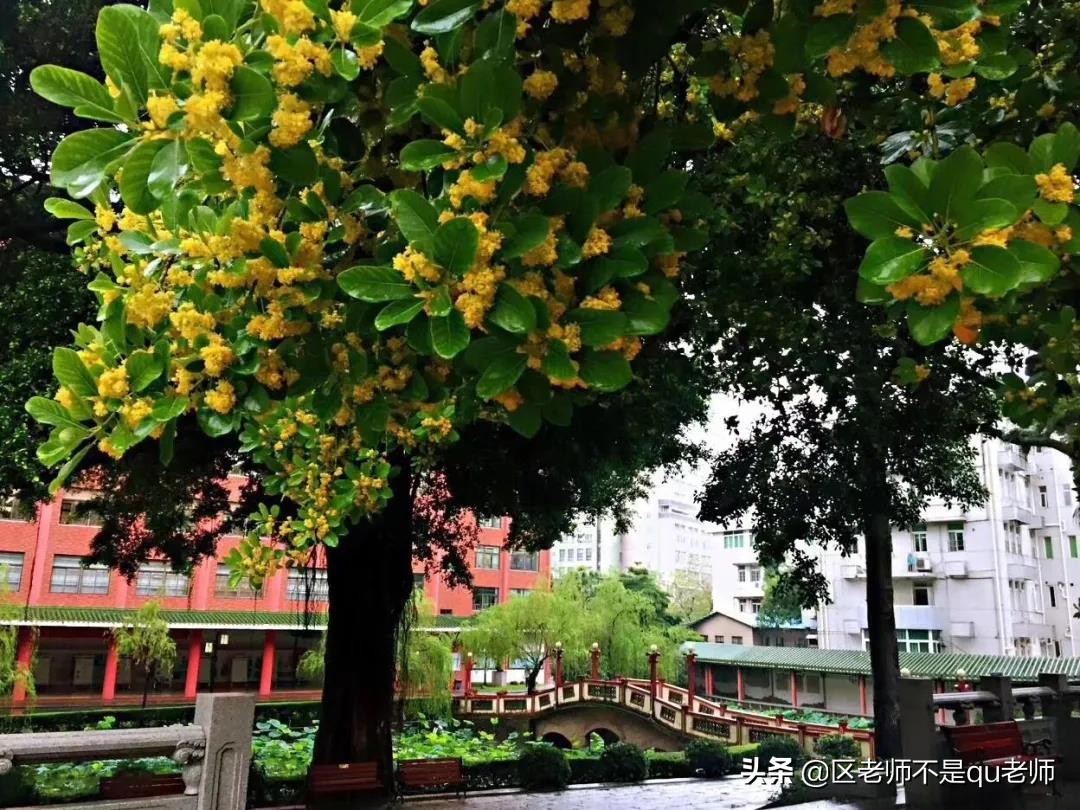 「数说高中」执信中学，名校中的性价比之王