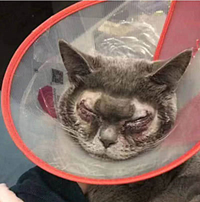 宠物美容技术和手法有哪些,宠物整形有哪些