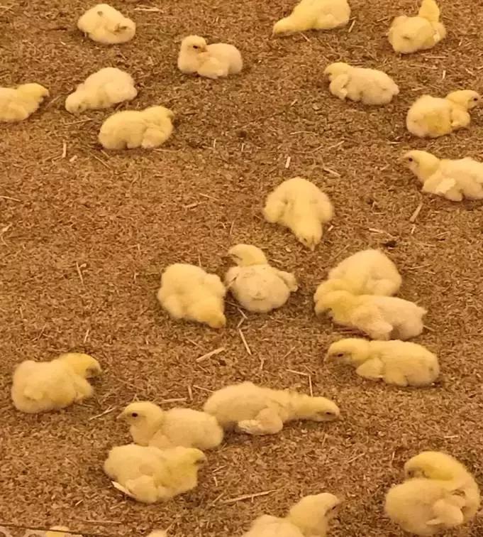 「连载一」吕品:秋冬季饲养管理要点之“生物安全与温度管理”