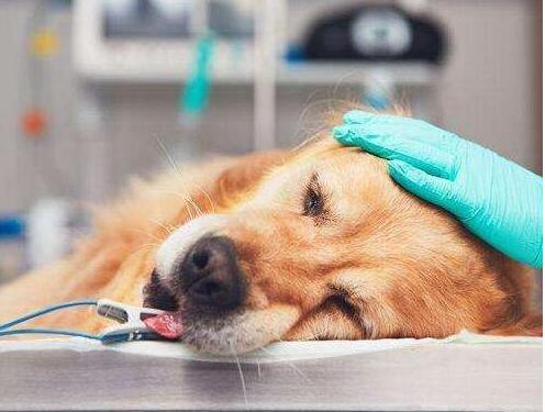 狗狗这5种疾病，容易导致死亡，感冒居然也算？