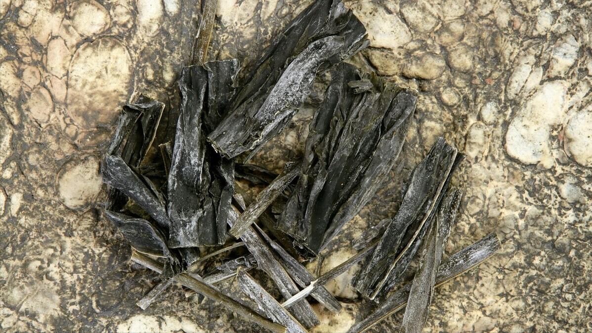 大米生虫怎么处理最好,最佳防治大米生虫方法