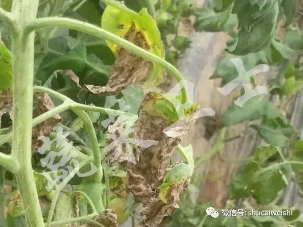 番茄灰叶斑病的图片,番茄灰叶斑病用春雷霉素治吗