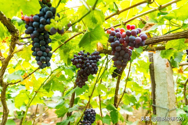 河北最为低调小城:为韩愈祖籍地,曹操《观沧海》中的碣石在这