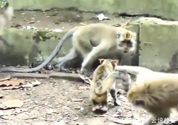 母猫钻到黑的地方是要生了吗,母猫掉进猫窝里