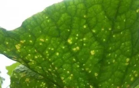 靶斑病,靶斑病能自己好吗