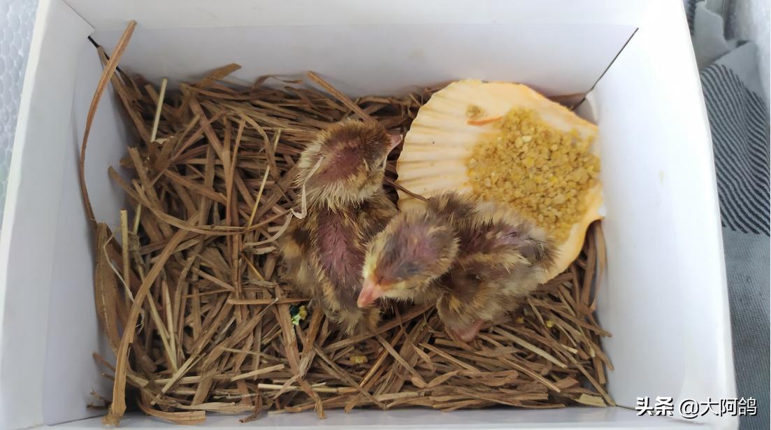 自制鹌鹑蛋简易孵化器,如何不用孵化器简单孵化鹌鹑蛋