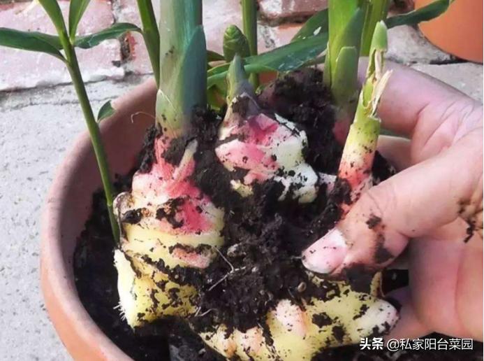 生姜发芽怎么种植好吃,家里发芽的生姜怎么种植