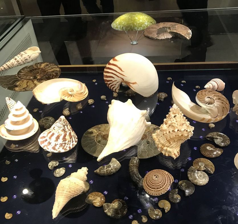 青岛海边的小海螺,青岛沿海的小海螺