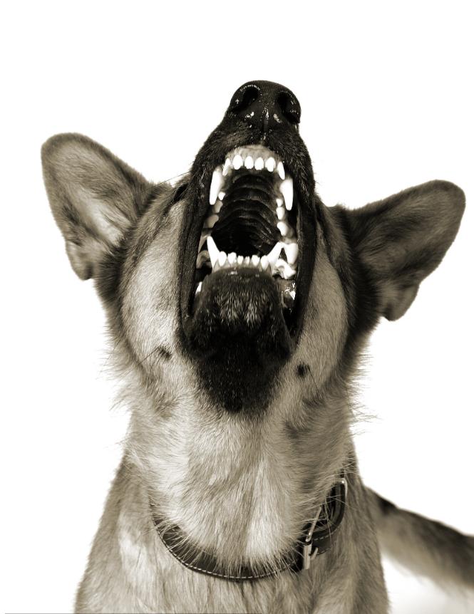 狗狗一直狼嚎是为什么,狗狗跟狼嚎一样叫是什么意思