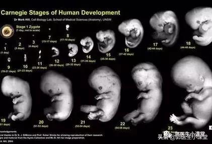 汤臣倍健叶酸铁片与普通叶酸区别,普通叶酸和贵的叶酸区别