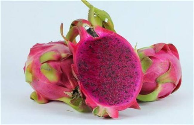 火龙果种植盆栽怎么不结果,火龙果种植不发芽怎么办